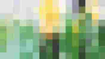 Gelbe Osterglocken blühen im Frühling, Symbol für Osterpause beim Lungauer Frauennetzwerk